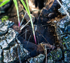 Leuronychus pacificus