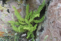 Woodsia montevidensis