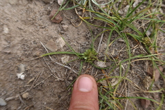Cyperus seslerioides