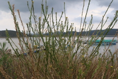 Descurainia myriophylla