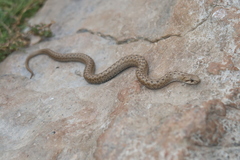 Tachymenis peruviana