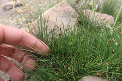 Eleocharis albibracteata