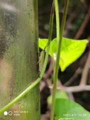 Tagasta marginella