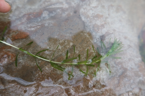 Elodea potamogeton