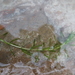 Elodea potamogeton - Photo (c) danplant, algunos derechos reservados (CC BY-NC), subido por danplant