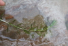 Elodea potamogeton - Photo (c) danplant, some rights reserved (CC BY-NC), uploaded by danplant