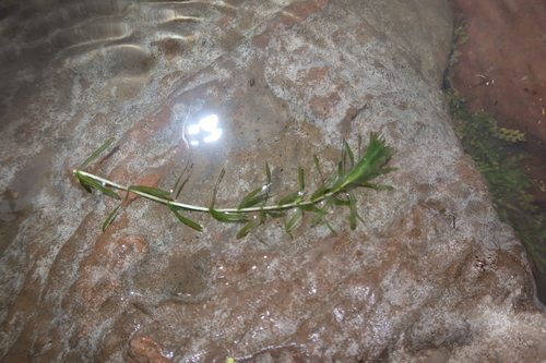 Elodea potamogeton observed 2021-03-31
