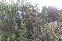 Lophopappus berberidifolius