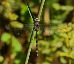 Austroaeschna parvistigma