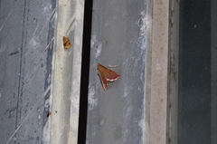 Endotricha olivacealis