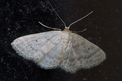 Scopula nesciaria