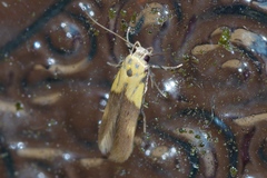 Stathmopoda auriferella