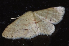 Idaea sakuraii