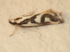 Epithymema incomposita