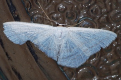 Scopula coniaria