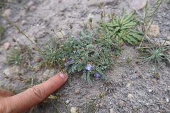 Astragalus peruvianus