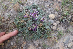 Lupinus ananeanus