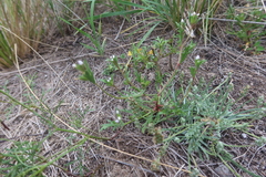 Gilia laciniata