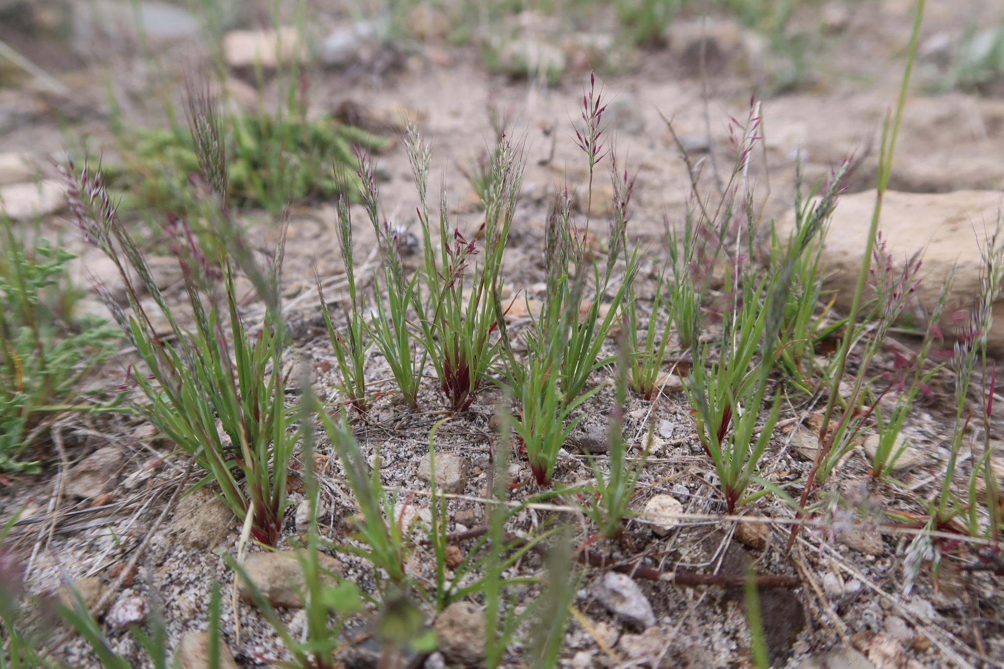 Muhlenbergia peruviana