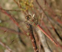 Sympetrum