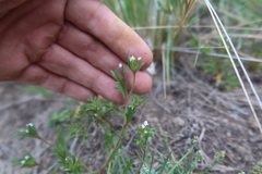 Gilia laciniata