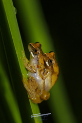 Dendropsophus werneri