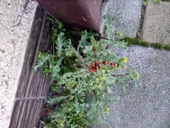 Coccinella septempunctata