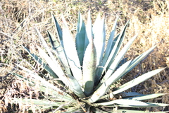 Agave rhodacantha