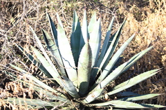 Agave rhodacantha