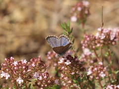 Pseudophilotes panoptes