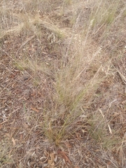 Austrostipa scabra