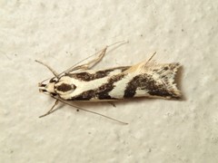 Epithymema incomposita