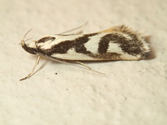 Epithymema incomposita