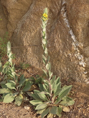Verbascum boerhavii