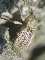 Sciaphobus squalidus