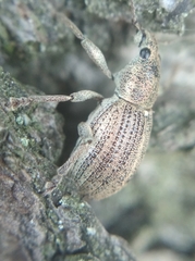 Sciaphobus squalidus