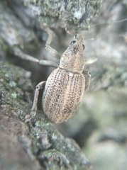 Sciaphobus squalidus