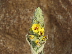 Verbascum boerhavii