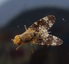 Oxyna parietina