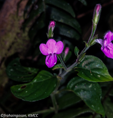 Hypoestes