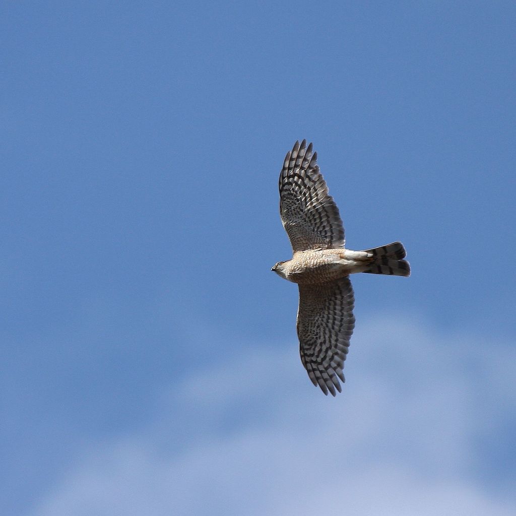 Sharp-shinned Hawk from Belvédère Raoul-Roy - Parc national du Bic ...