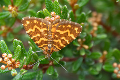 Chrysolarentia chrysocyma