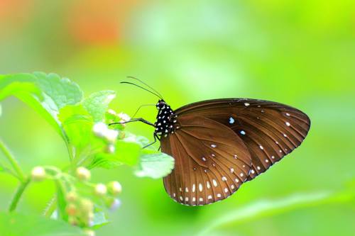 Subspecies Euploea midamus midamus · iNaturalist