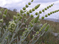 Sideritis catillaris