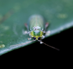 Hemipyxis semiviridis