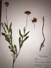 Gaillardia aristata