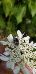 Oxythyrea noemi