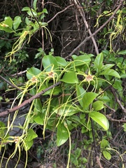 Strophanthus divaricatus