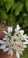 Oxythyrea noemi