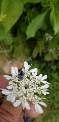 Oxythyrea noemi